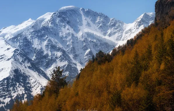 Trees, mountains, forest, mountain landscape, snow, peaks of the mountains, Kolobov Nikolay, white and brown
