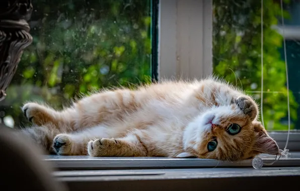 Greens, cat, look, glass, pose, kitty, legs, window