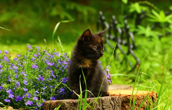 Picture flowers, stump, kitty