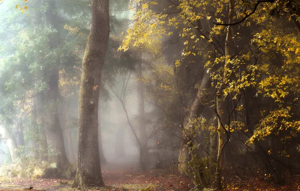 Autumn, forest, trees, branches, fog, Park, trunks, blur