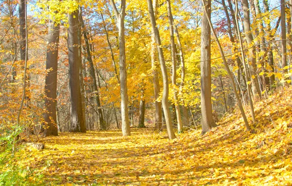 Picture road, autumn, forest, leaves, trees, slope