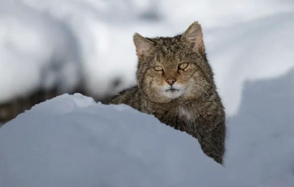 Winter, snow, face, the snow, wild cat, Wildcat