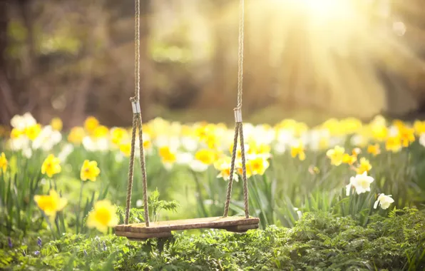 Picture greens, the sun, rays, flowers, swing, spring, blur, Daffodils