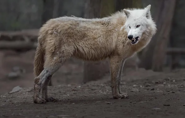 Nature, face, animal, wolf, wildlife, head, fur, mammal
