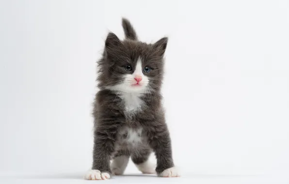 Picture Norwegian forest cat, white background, baby, kitty