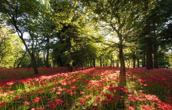 Summer, light, trees, flowers, Park, Asia, he lost his parents,