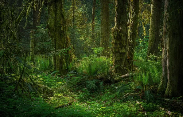 Picture forest, trees, nature, moss, ferns, driftwood