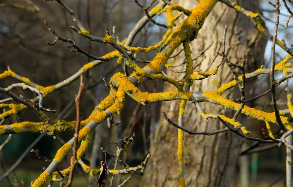Tree, moss, twigs