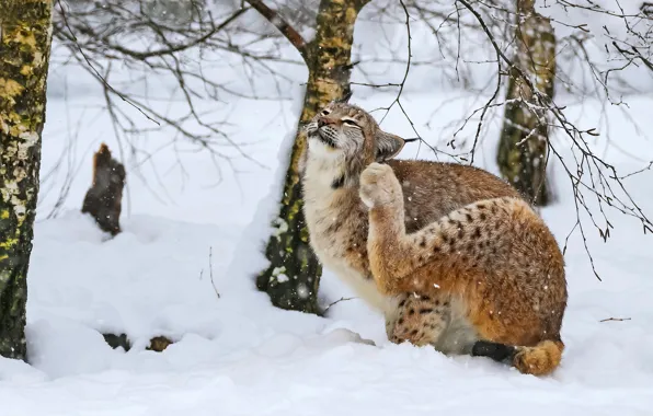 Picture winter, forest, snow, trees, branches, nature, pose, paws