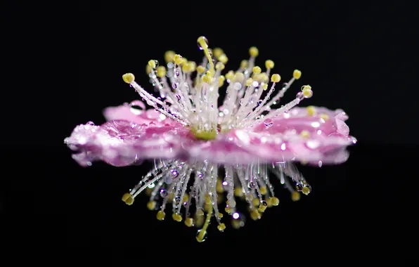 Picture flower, drops, macro