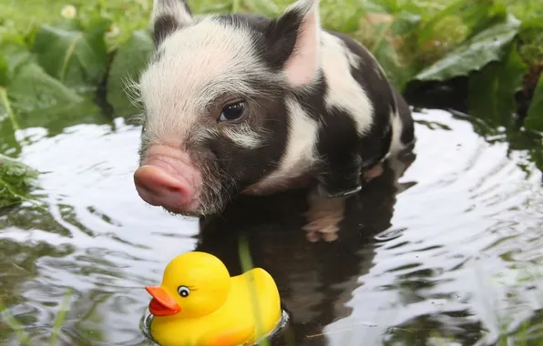 Toy, puddle, duck, pig