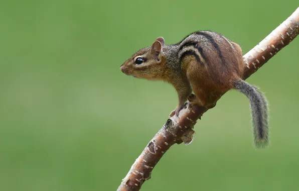 Picture branches, pose, Chipmunk, green background