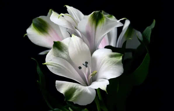 Leaves, flowers, Lily, petals, white, black background, Alstroemeria