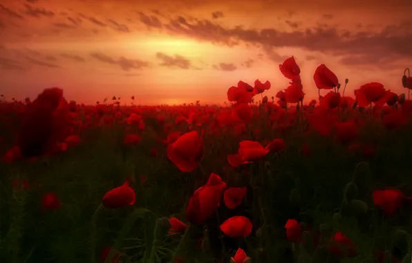 Dawn, Maki, dawn, poppies, poppy field, poppy field