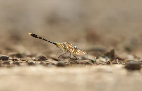 Glare, background, wings, dragonfly, insect