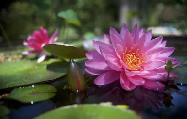 Pink, Nymphaeum, water Lily