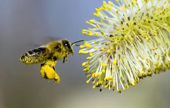 Flower, bee, pollination