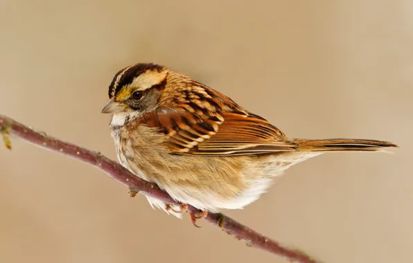 Bird, branch, Sparrow