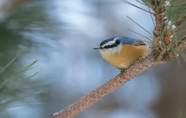 Background, bird, branch, grey, needles, pine, blue background, bokeh