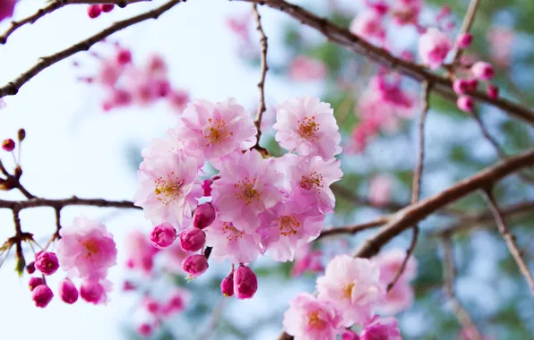 Branches, cherry, Sakura, flowering, flowers, bokeh, buds