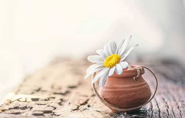 Flowers, background, chamomile