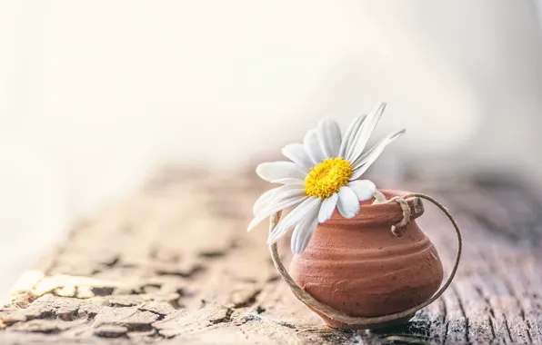 Flower, background, Daisy