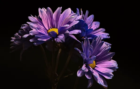 Flowers, nature, background