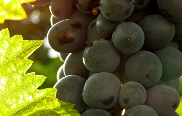 Summer, macro, grapes, bunch, grapes, bunch