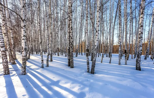 Winter, forest, morning, frost, shadows, birch