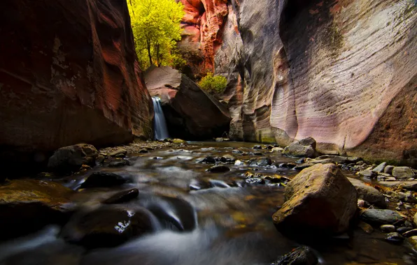 Trees, river, stream, stones, rocks, canyon, Utah, USA