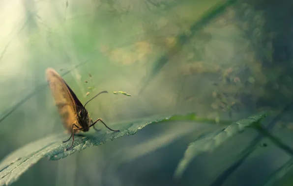 Picture macro, nature, butterfly, leaf