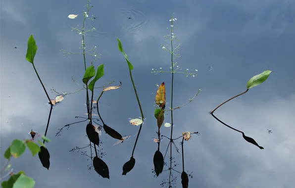 Leaves, water, nature, reflection, plants, stem
