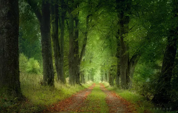 Picture road, forest, trees, landscape, nature, Czech Republic