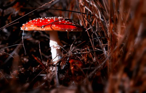 Picture autumn, nature, mushroom