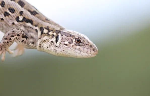Picture background, lizard, reptile