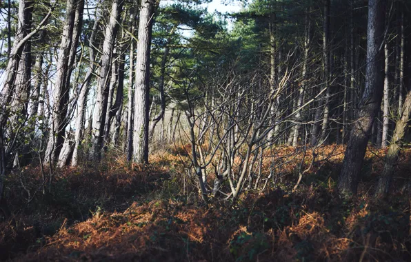 Picture autumn, forest, nature