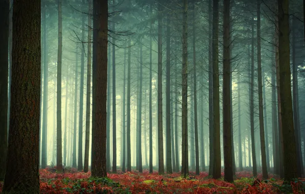Picture forest, fog, fern