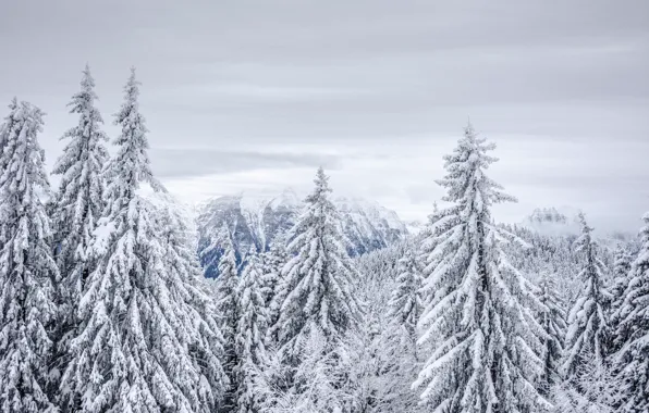 Winter, frost, forest, the sky, clouds, snow, trees, mountains