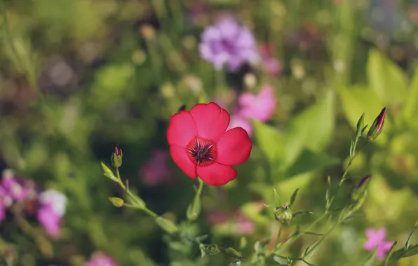 Picture summer, flowers, nature, bokeh