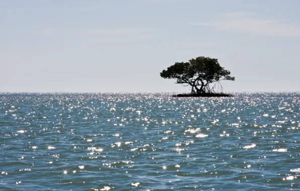 Sea, island, mangroves