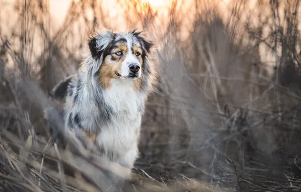 Picture grass, thickets, dog, Aussie, Wallpaper from lolita777