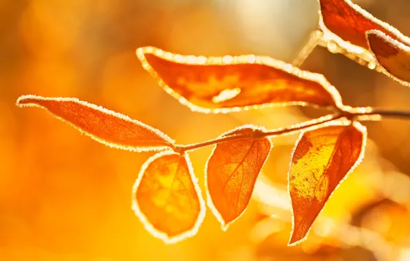 Frost, autumn, leaves