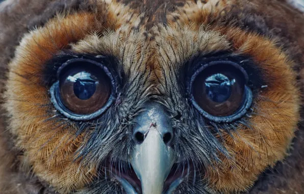 Eyes, feathers, Owl, beak