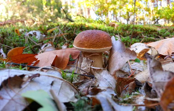 White, nature, mushroom, oak leaves, autumn in the forest