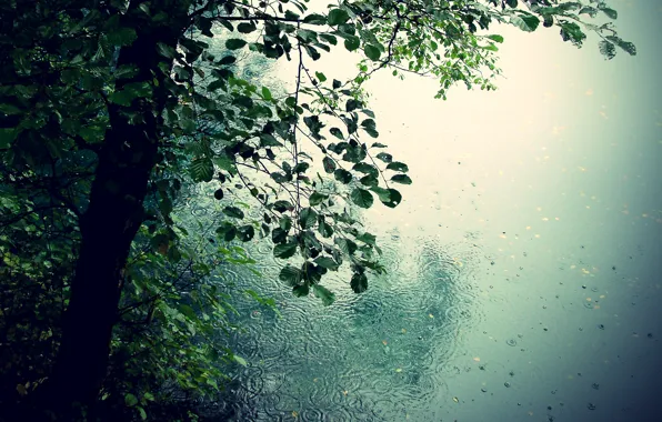 Picture leaves, drops, trees, nature, rain, romance, puddles