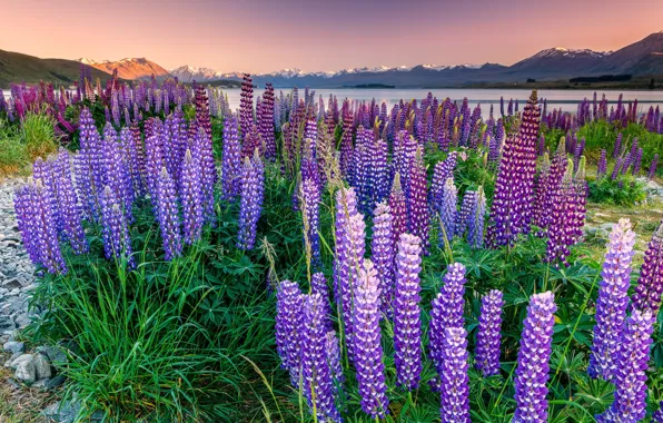Summer, the sky, flowers, mountains, lake, stones, shore, glade