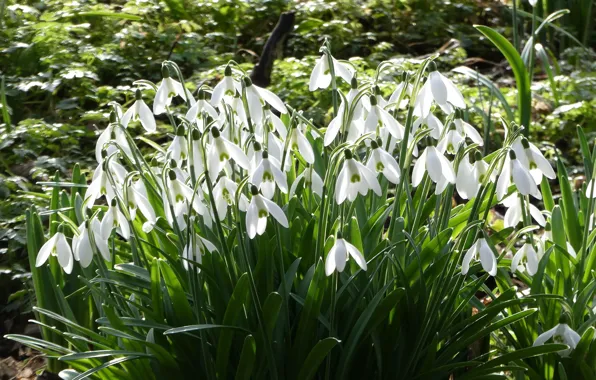 Light, flowers, glade, spring, snowdrops, white, primroses, bushes
