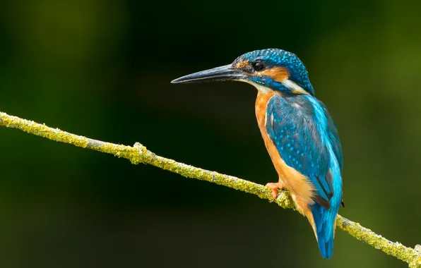 Picture colors, nature, bird, branch, kingfisher