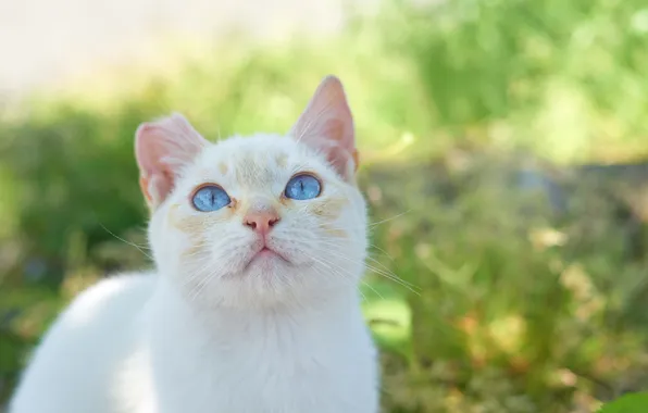 Cat, summer, cat, look, face, Kote