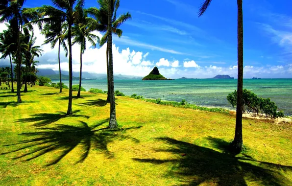 Picture beach, palm trees, the ocean, shore